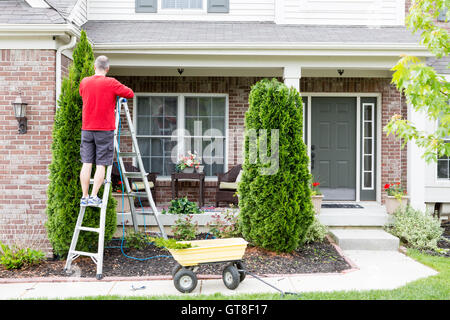 Gartenarbeit rund ums Haus trimmen Thuja Bäume oder Schulentlassungsfeier mit ein Mann mittleren Alters auf eine Trittleiter mit einer Hecke trimmen Stockfoto