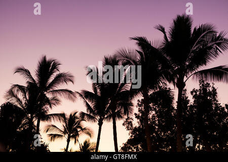Silhouette der Palmen im Sonnenuntergang, Wailea, Maui, Hawaii, USA Stockfoto
