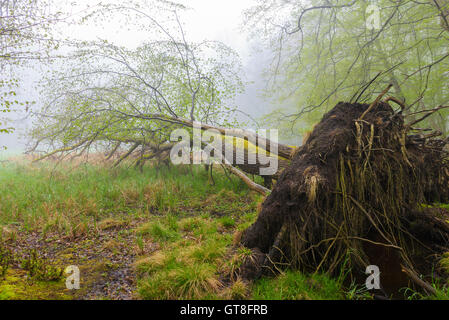 Umgestürzten Baum im Wald im Frühjahr, Hessen, Deutschland Stockfoto