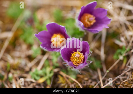 Nahaufnahme der gemeinsamen Kuhschelle (Pulsatilla Vulgaris) blüht im Frühjahr, Bayern, Deutschland Stockfoto