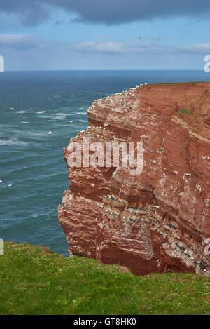 Coastal Ansicht des Meer-Stack in der Nordsee mit Seevögeln Nestng, Basstölpel und gemeinsame wärmeren auf Helgoland, Deutschland Nord Stockfoto