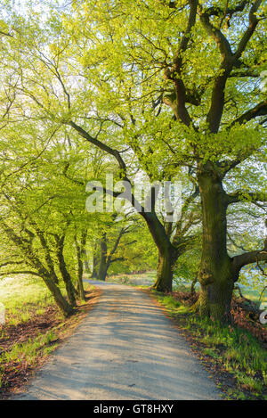 Alte Eichen im Frühling, Hessen, Deutschland, Europa Stockfoto