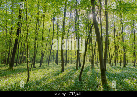 Sonne durch europäische Buchenwälder (Fagus Sylvatica) mit Bärlauch (Allium Ursinum) im Frühjahr, Hessen, Deutschland Stockfoto