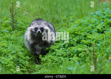 Porträt der Marderhund (Nyctereutes Procyonoides), Hessen, Deutschland Stockfoto