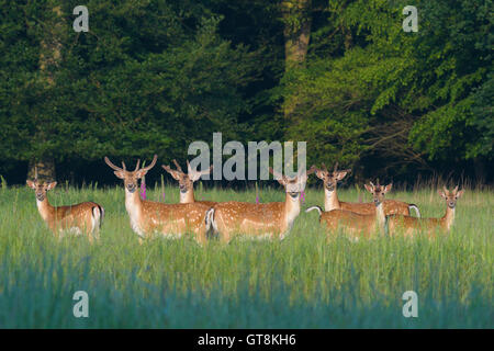 Herde Damhirsche Rotwild (Cervus Dama) im Sommer, Hessen, Deutschland Stockfoto