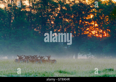 Herde Damhirsche Rotwild (Cervus Dama) bei Sonnenaufgang, Hessen, Deutschland Stockfoto