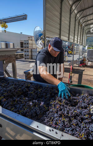 Arbeiter sortieren Trauben, Crush-Pad nach dem Abbeeren, Napa County Hall Winery, Napa Valley, Kalifornien Stockfoto