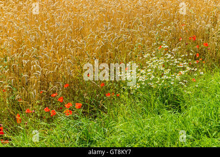 Wheat Field with Poppies and Chamomile in Summer, Brorfelde, Zealand, Syddanmark, Denmark Stockfoto