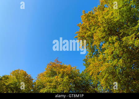 Blick vom Buche Waldlichtung gegen den Himmel im frühen Herbst, Buchenwald, Spessart, Bayern, Deutschland Stockfoto