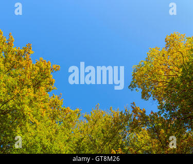 Blick vom Buche Waldlichtung gegen den Himmel im frühen Herbst, Buchenwald, Spessart, Bayern, Deutschland Stockfoto