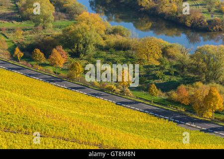 Flusslandschaft mit bunten Weinberge im Herbst, Volkach, Alte Mainschleife, Mainfranken, Franken, Bayern, Deutschland Stockfoto