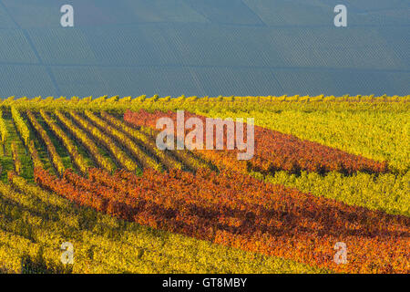 Bunte Weinberge im Herbst, Volkach, Maininsel, Alte Mainschleife, Mainfranken, Franken, Bayern, Deutschland Stockfoto