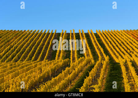 Bunte Weinberge im Herbst, Volkach, Maininsel, Alte Mainschleife, Mainfranken, Franken, Bayern, Deutschland Stockfoto