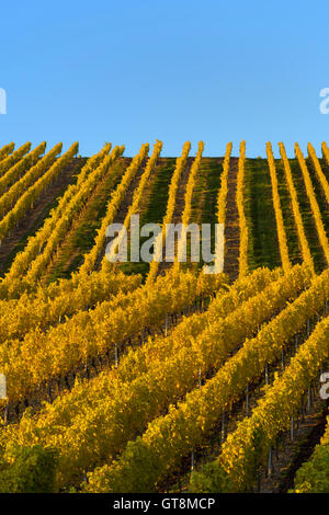 Bunte Weinberge im Herbst, Volkach, Maininsel, Alte Mainschleife, Mainfranken, Franken, Bayern, Deutschland Stockfoto