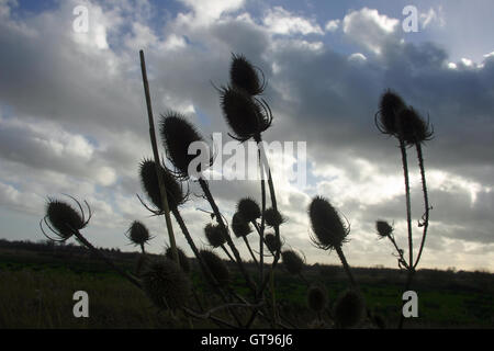 Karde Samenköpfe Stockfoto