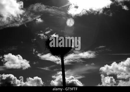 Storch, Storchennest, Nest, Storch nest Turm, Storch Socket, Silhouette, Storch nisten silhouette Stockfoto