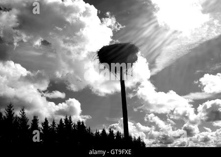 Storch, Storchennest, Nest, Storch nest Turm, Storch Socket, Silhouette, Storch nisten silhouette Stockfoto