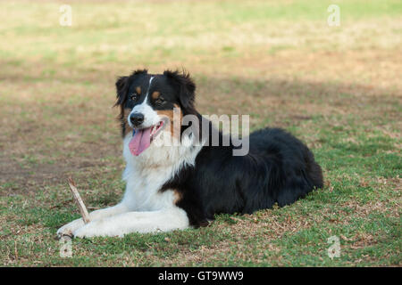 Australian Shepard Hund Gras im Park mit Stock liegen. Stockfoto