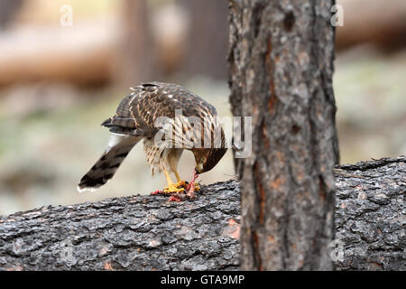 Juvenile Cooper der Habicht (Accipiter Cooperii) essen kleine Vogel hatte es erwischt. Stockfoto