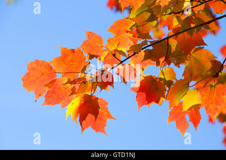 Herbst Zuckerahorn Branch, Norwottuck Rail Trail State Park, Massachusetts Stockfoto