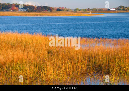 Mündung Gräser, Salisbury Beach State Park, Massachusetts Stockfoto