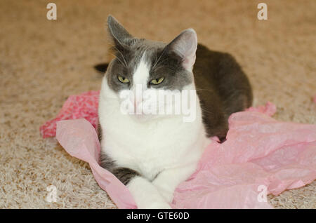 Süße kleine graue und weiße Katze Festlegung auf rosa Seidenpapier drinnen auf dem Teppich. Stockfoto