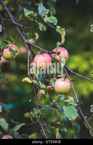 Frische rosa Ernte Äpfel auf Ast im Garten Stockfoto