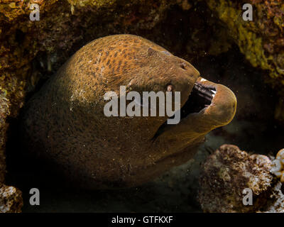 Giant Moray eel Stockfoto