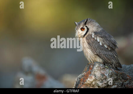 Südliche Weißkopfeule / Südbuescheleule ( Ptilopsis granti), auf einem Felsen gelegen, Seitenansicht, schöne Umgebung und Licht, Afrika. Stockfoto