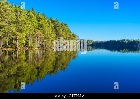 Bäume spiegelt sich auf einen ruhigen See mit blauem Himmel und Sonnenschein Stockfoto