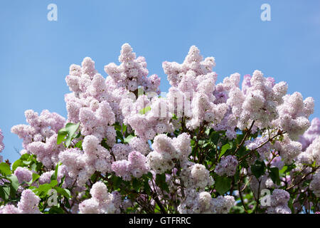 Zweig der eine rosa lila Wellen auf dem wind Stockfoto