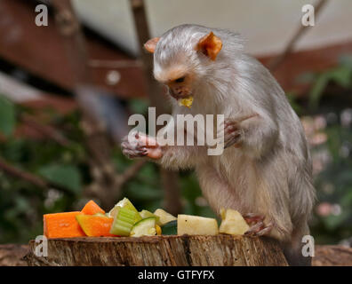 Silbrig Marmoset (Mico Argentatus) Fütterung Stockfoto