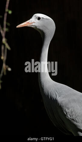 Stanley Kran (Anthropoides Paradisea) im Profil Stockfoto