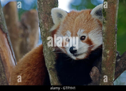 Roter Panda (Ailurus Fulgens) Stockfoto