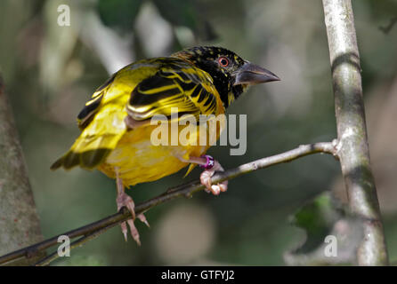 Schwarze Spitze Webervogel (Ploceus Melanocephalus) Stockfoto