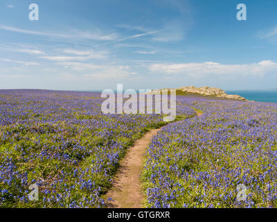 Einheimischen Glockenblumen (Hyacinthoides non-Scripta) auf der Insel Skomer in Pembrokeshire Coast National Park, Wales Stockfoto