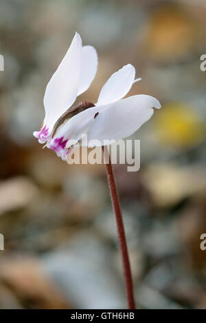 Zypriotische Alpenveilchen - Cyclamen Cyprium endemisch in Zypern Stockfoto