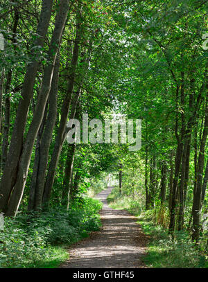 Pfad in den Wald führenden Weg. Stockfoto