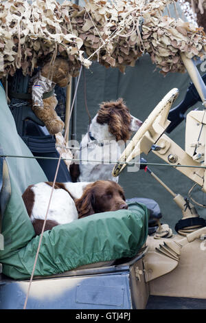 English Springer Spaniel Bombe Spürhunden entspannend in einem Armee-jeep Stockfoto