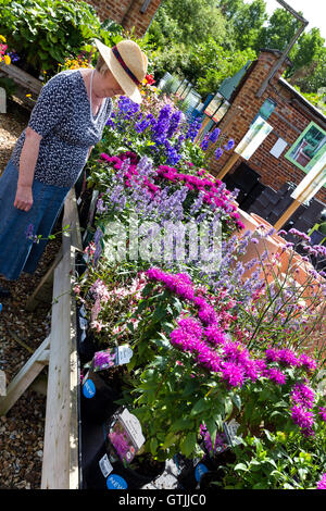 Frau Wahl kauft. Garten-Center. Wiltshire England UK Stockfoto