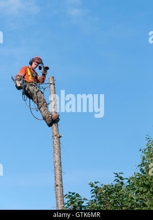 Professionelle Holzfäller schneiden Baum auf der Oberseite mit einer Kettensäge in Land, Quebec, Kanada- Stockfoto