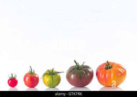 verschiedene alte Sorte Tomaten isoliert auf weiss Stockfoto