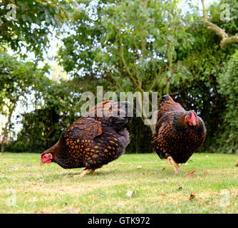 Junge Wyndotte der Gold-geschnürt Sorte gesehen auf der Suche nach Nahrung in einem heimischen Garten im Sommer. Stockfoto