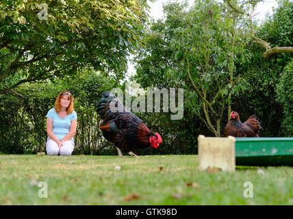 Besitzer einer Herde von bantam Hühner gesehen, ihre Vögel im heimischen Garten im Spätsommer zu betrachten. Stockfoto