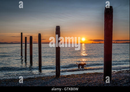 Hund-Silhouette bei Sonnenuntergang in der Nähe der alten Mole Punkt Roberts, Washington State, USA Stockfoto