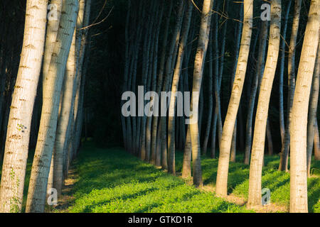 Pappeln / Baumstämme in ordentlichen Reihen und Spalten für die Forstwirtschaft angebaut / nachhaltige Quelle für Holz. Stockfoto