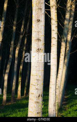 Pappeln / Baumstämme in ordentlichen Reihen und Spalten für die Forstwirtschaft angebaut / nachhaltige Quelle für Holz. Stockfoto