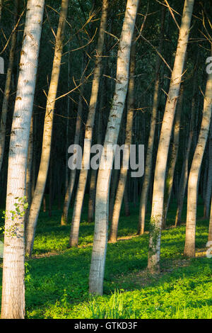 Pappeln / Baumstämme in ordentlichen Reihen und Spalten für die Forstwirtschaft angebaut / nachhaltige Quelle für Holz. Stockfoto