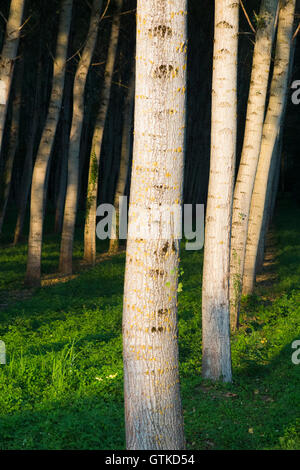 Pappeln / Baumstämme in ordentlichen Reihen und Spalten für die Forstwirtschaft angebaut / nachhaltige Quelle für Holz. Stockfoto