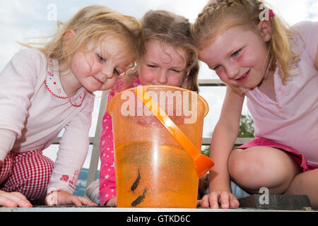 Kind / drei Kinder / Kind / Kinder / 3 Schwestern – im Alter von 2, 4, 6, Uhr kleine Fische, die sie, in einem Eimer Kunststoff spielen gefangen haben Stockfoto